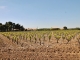 Les Vignes