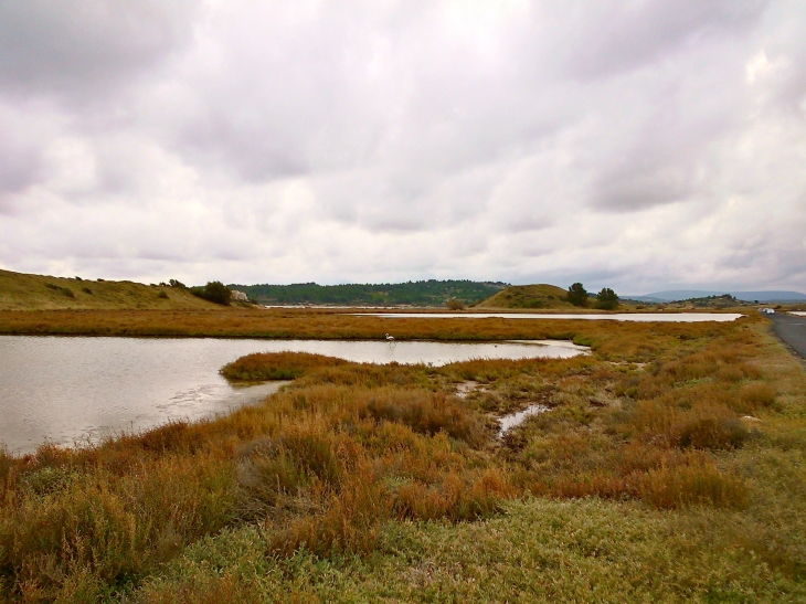 Les Marais de Bages. - Gruissan