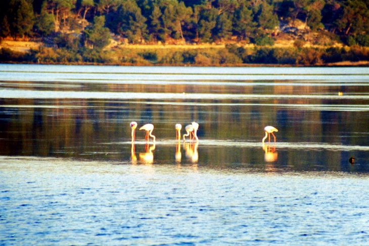 Les flamants roses. - Gruissan