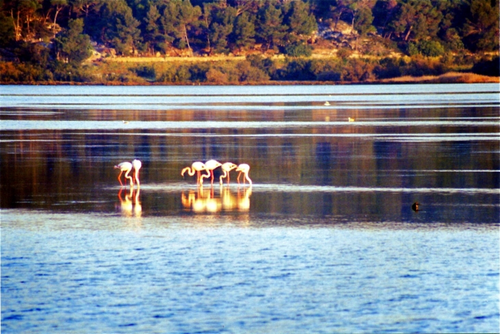 Les flamants roses. - Gruissan