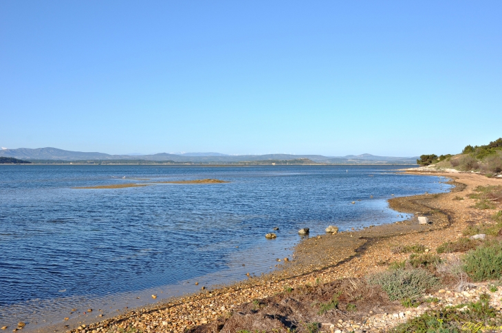 Etang de l'Ayrolle - Gruissan