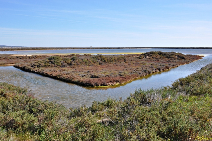 Salin de l'Île Saint-Martin - Gruissan