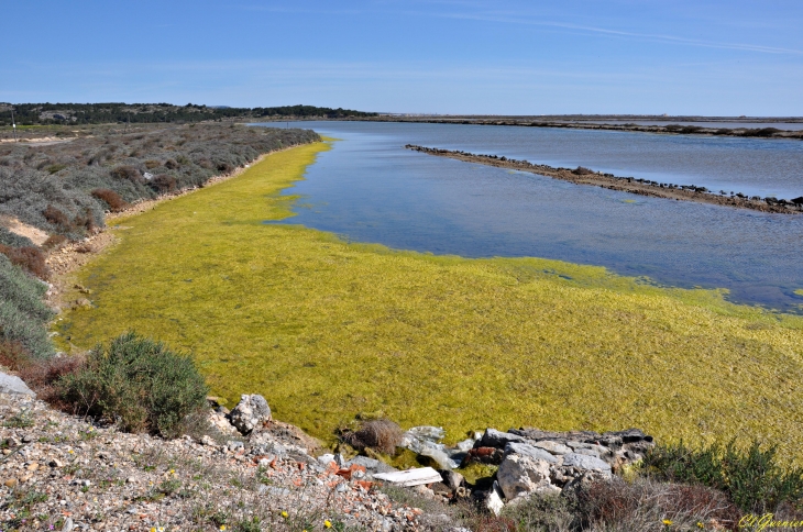 Salin de l'Île Saint-Martin - Gruissan