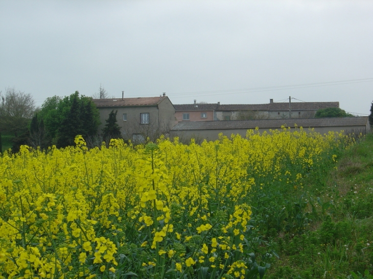 Le noyer - La Louvière-Lauragais