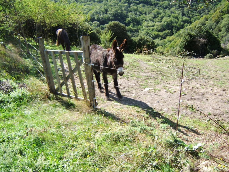 Un ane dans un champs - Lairière