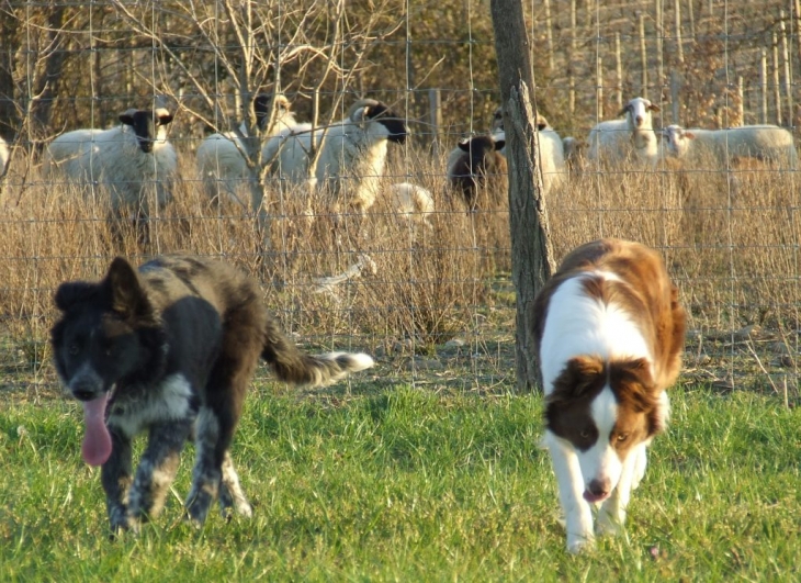 Raoul Kergomard, Elevage de border collies et de brebis à Malviès