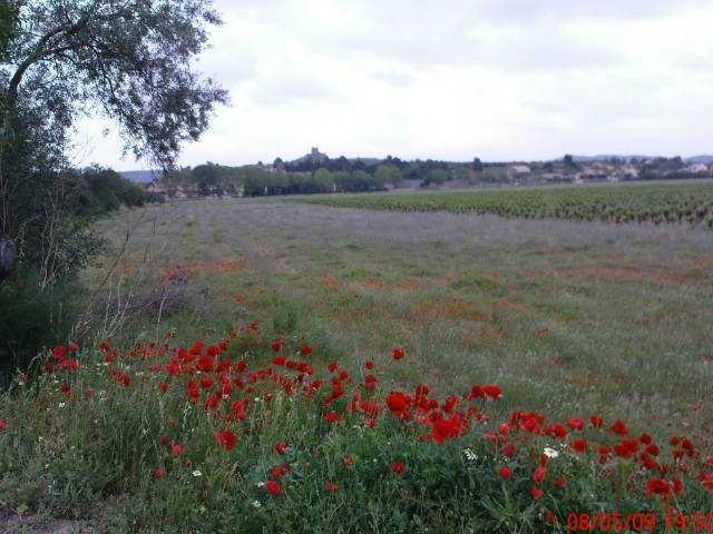 Vigne et coquelicots - Montredon-des-Corbières