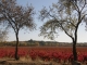 la tour et les vignes