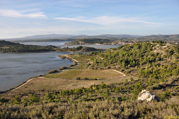  Etang du Doul - Peyriac-de-Mer