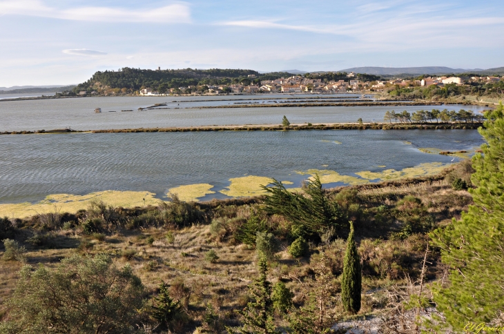 Les Salines - Peyriac-de-Mer