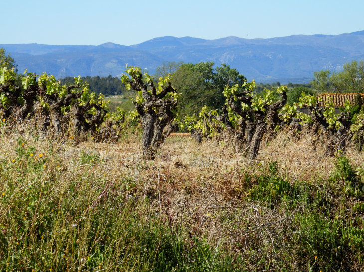  - Roquecourbe-Minervois