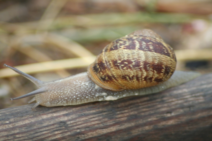 Escargot audois !! - Saint-Nazaire-d'Aude