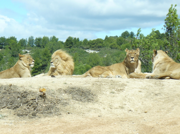 A Sigean le roi Lion est entouré