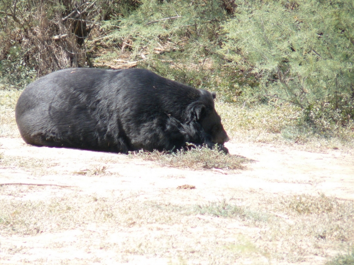 Ours se reposant au parc de Sigean