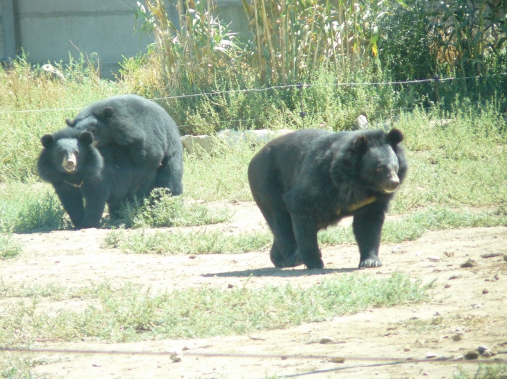 Les lois de la nature, même au parc de Sigean