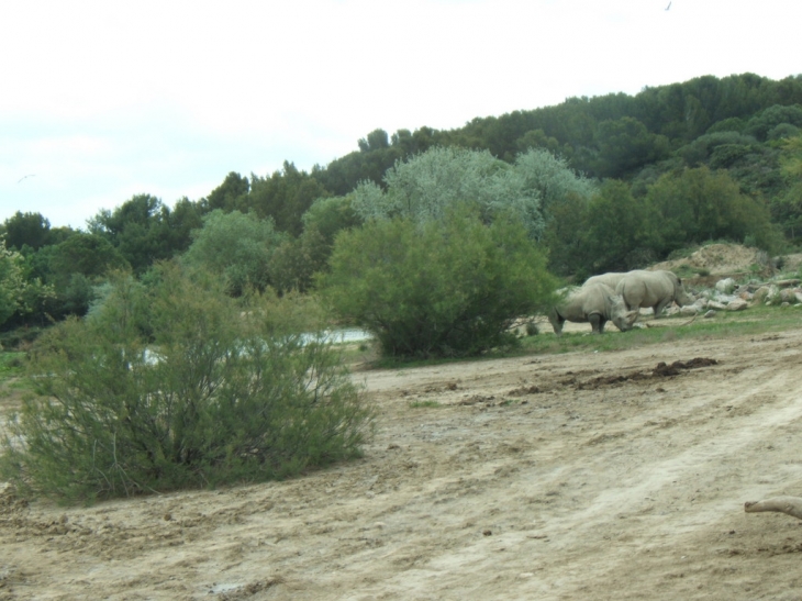 Rhinocéros - Sigean