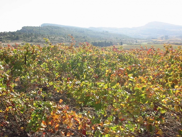 Vignobles de Taurize.