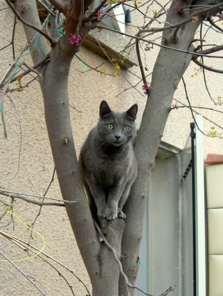 Chat - Trèbes