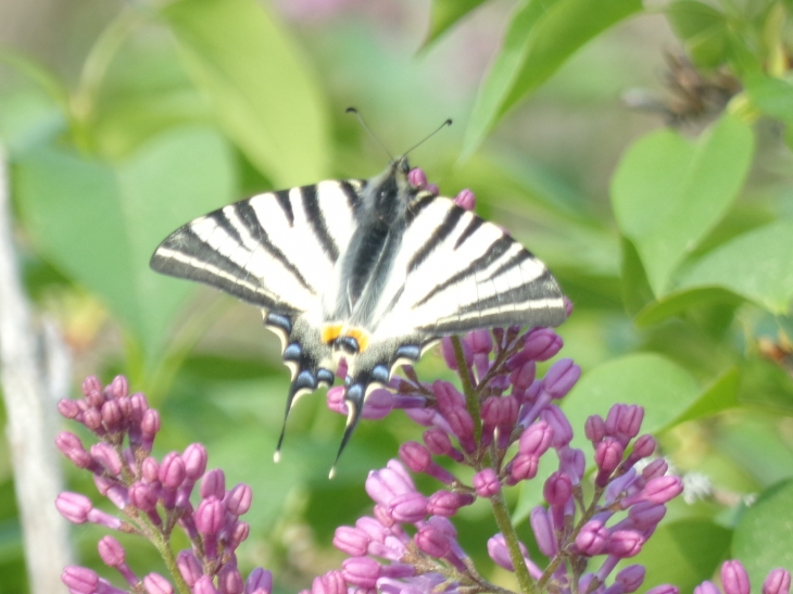 Beau papillon, pris se matin sur une branche de lilas apres baron dans les garrigues. - Alès