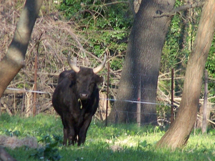 Toro  de la manade - Dions