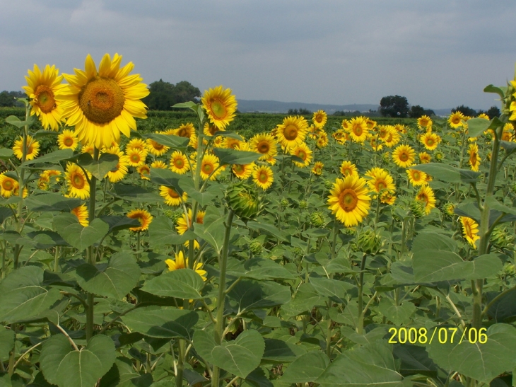 Champs de tournesol àDions