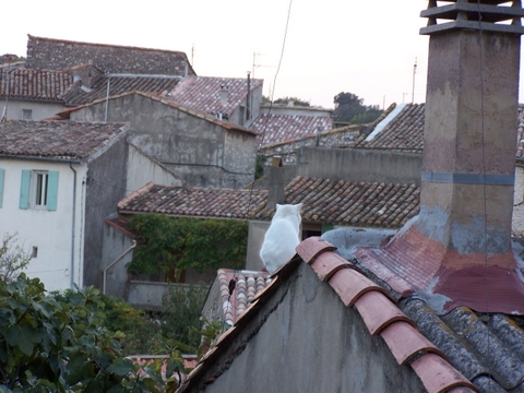 Un chat sur les toitures a Dions