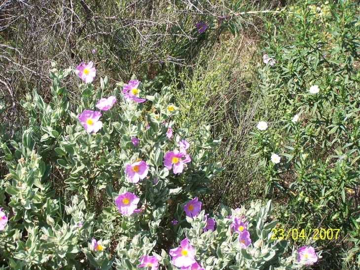 Cistes en fleurs, dans la guarigue Dionsoise