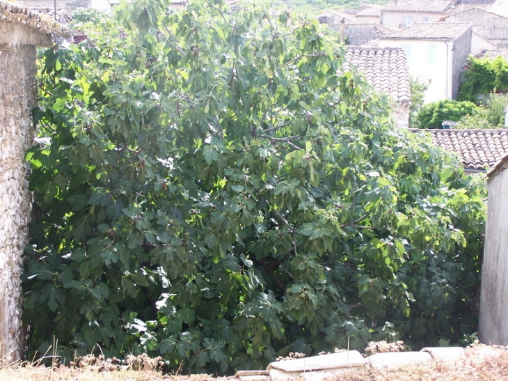 Gros figuier qui sort d'une     basse cour - Dions