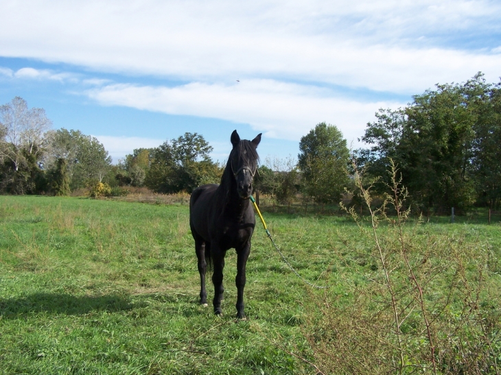 Monsieur cheval  a RIbiere - Dions