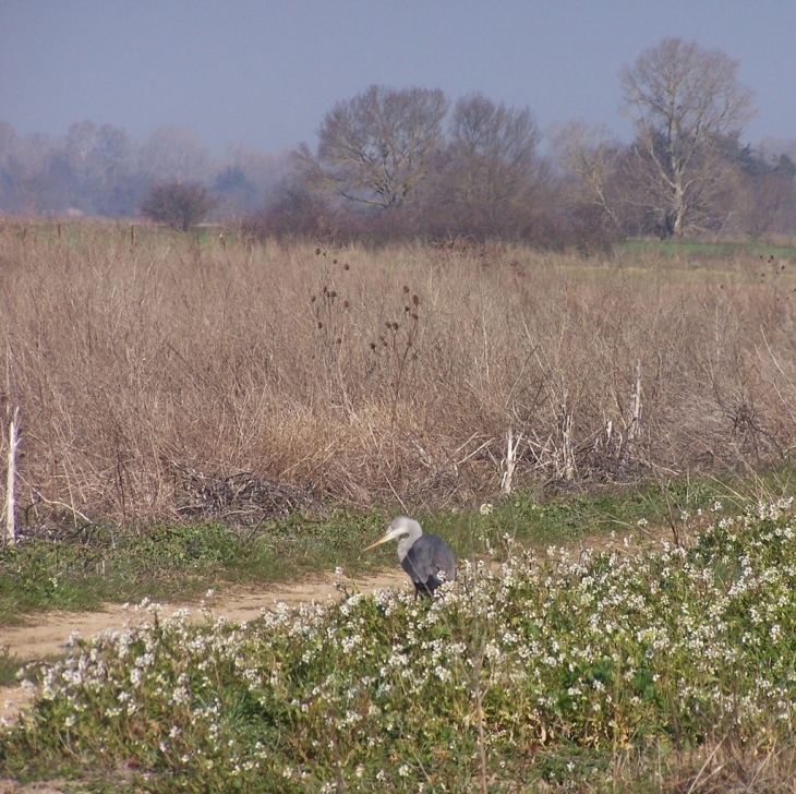 Un heron dans le champs - Dions