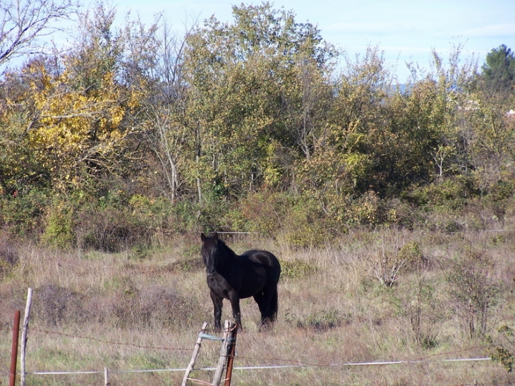 Le beau cheval a l'entrée des champs de la calmette