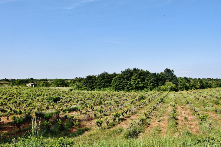 Vignobles - Laval-Saint-Roman