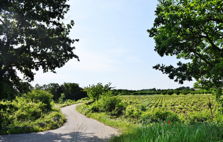 Vignobles - Laval-Saint-Roman