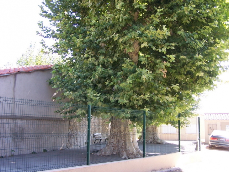 Gros platane près de l'école - Saint-Côme-et-Maruéjols