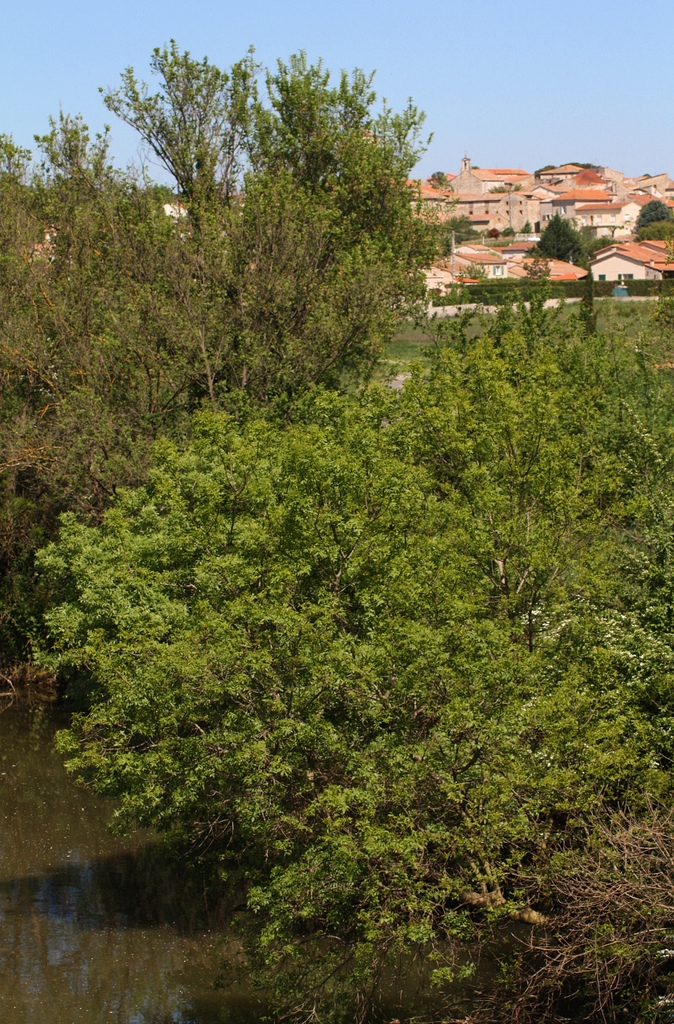 Le village, vue depuis les bords de l'Avène - Saint-Hilaire-de-Brethmas