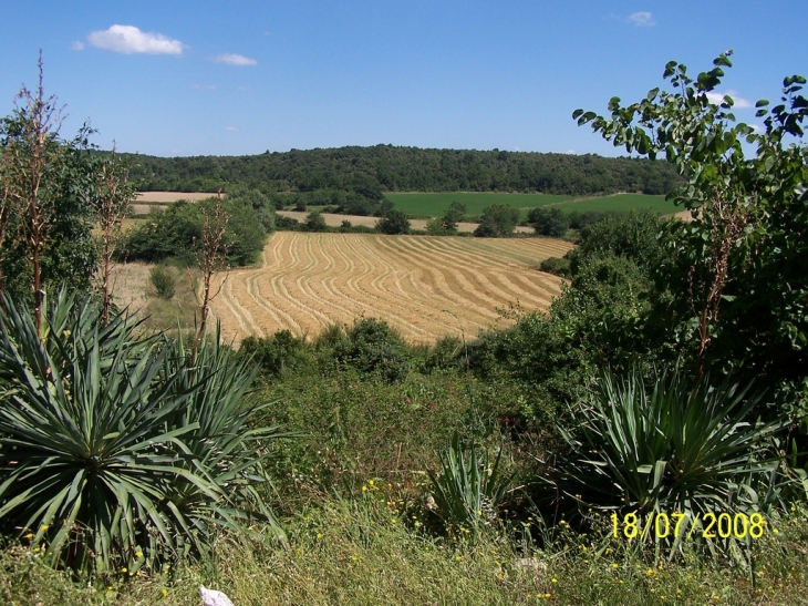 Champs de blé - Vallérargues