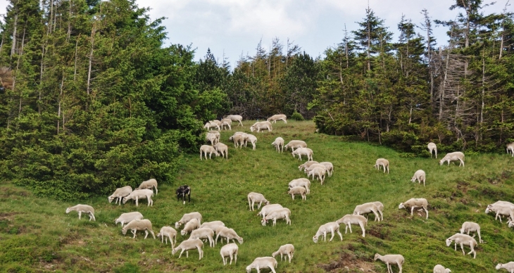 Haut Lieu de la Transhumance Cevenole - Valleraugue