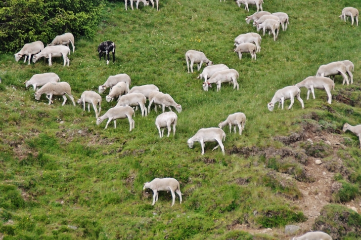 Haut Lieu de la Transhumance Cevenole - Valleraugue