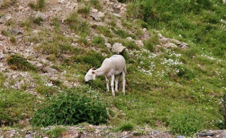 Haut Lieu de la Transhumance Cevenole - Valleraugue