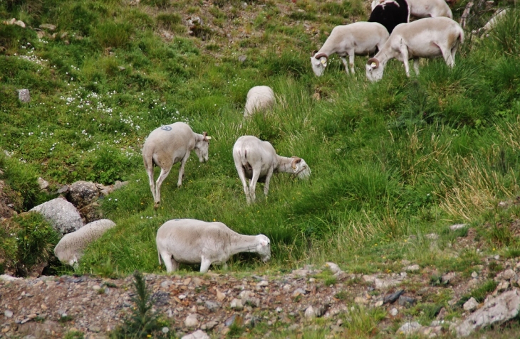 Haut Lieu de la Transhumance Cevenole - Valleraugue