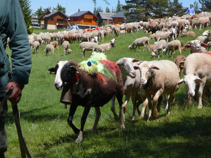 Fête de la Transhumance à L'Espérou - Valleraugue