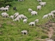 Haut Lieu de la Transhumance Cevenole