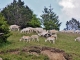 Haut Lieu de la Transhumance Cevenole