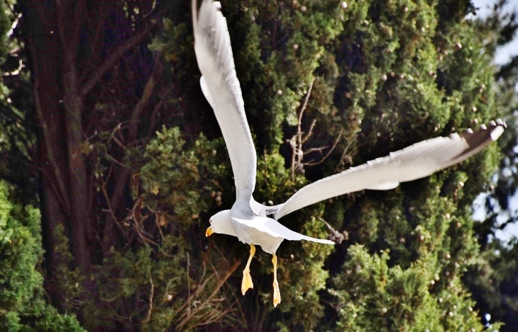 Mouette - Agde