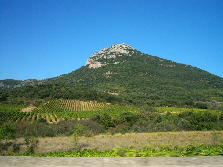 Vissou et les vignes - Cabrières