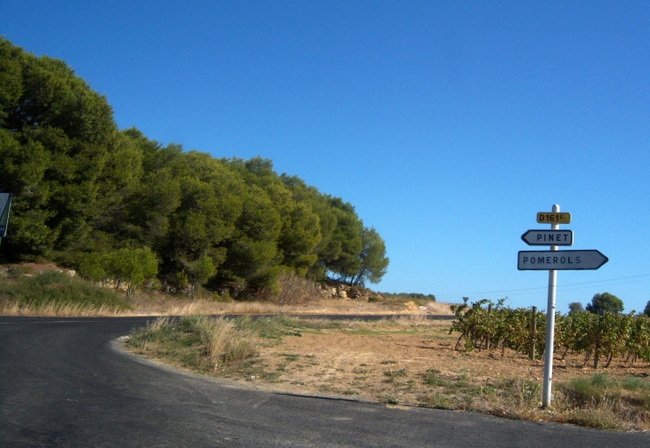 Pinet ou pomerols ??? - Castelnau-de-Guers