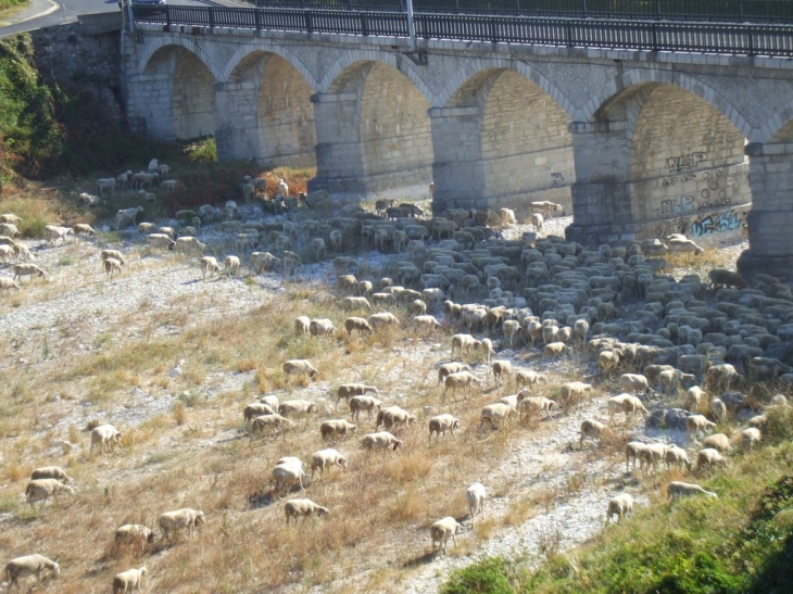 Retour de transhumance dans le Rieutord (à sec) - Ganges