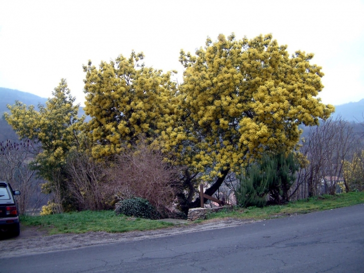 Les mimosas - Graissessac