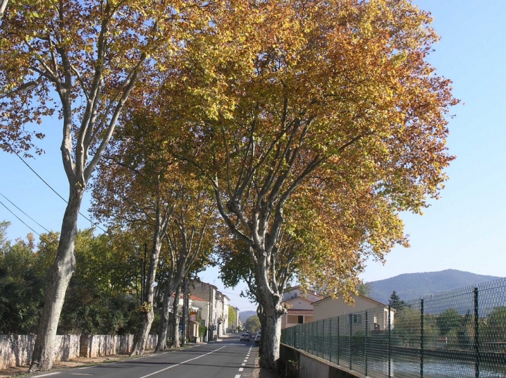 Avenue de l'espinouse - Hérépian