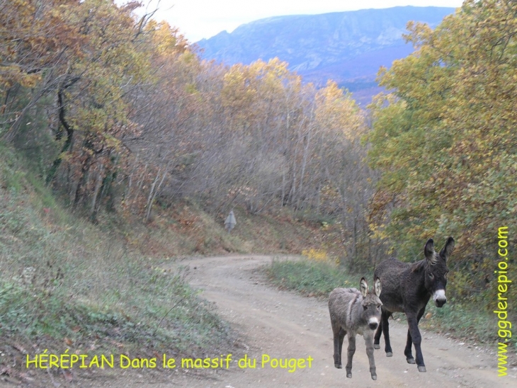 Dans le massif du pouget - Hérépian